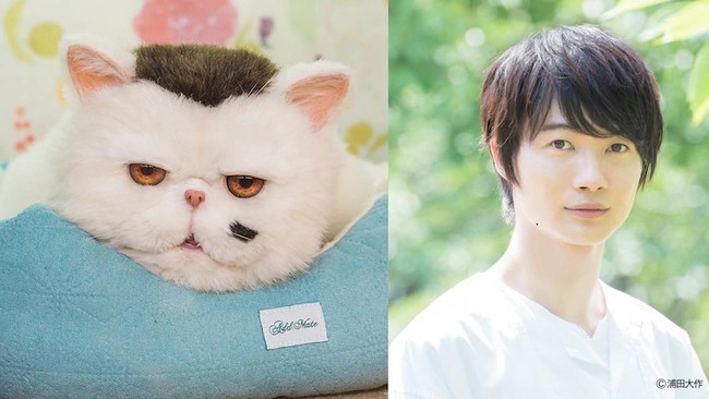Live-Action 'A Man and His Cat' TV Series Casts Ryunosuke Kamiki - News -  Anime News Network